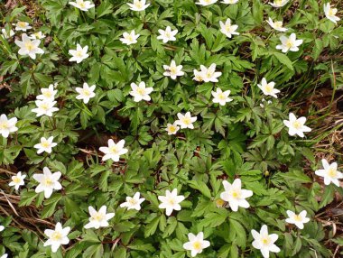 Ormanın beyaz şakayık dokusu. İlk bahar ormanındaki küçük çiçeklerin dokusu. Bahar çiçekleri.