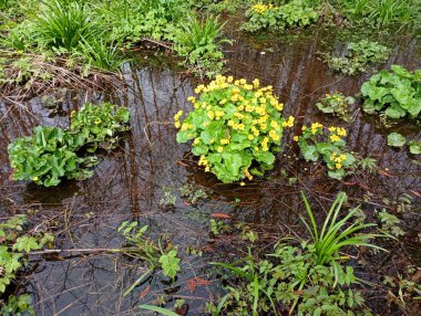 Temiz bir ormanın yüzeyinde temiz su ile birlikte bataklık caltha palustris 'in zehirli çiçeğinin çalıları büyür. Baraj gölündeki ormanda ilkbahar..