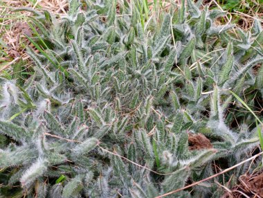 Çimenlerde yeşil dikenli devedikeni. Dikenli devedikeni dokusu.