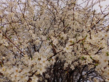 İlkbaharda ağacın dallarında birçok küçük beyaz çiçekler. Baharın gelişi ve baharda meyve ağaçlarının çiçek açması. Beyaz çiçeklerin güzel çiçek arkaplanı.