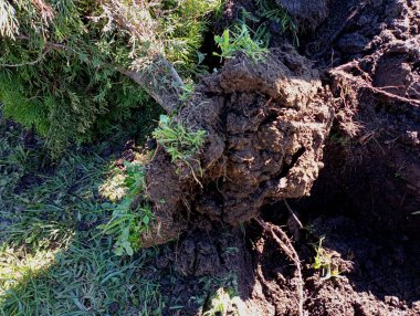 Bir dekoratif thuja ağacı yeşil çimenlikteki çukur yakınında yatıyor. Bahar nakli, ağaçlar ve manzara tasarımı. thuja dekoratif ağacının kök sistemi.