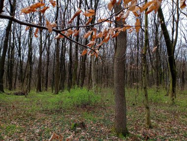 Güzel, genç bir orman baharda uyanıyor. Çalı ve ağaçlardaki ilk yapraklar. Genç bir bahar ormanının manzarası.