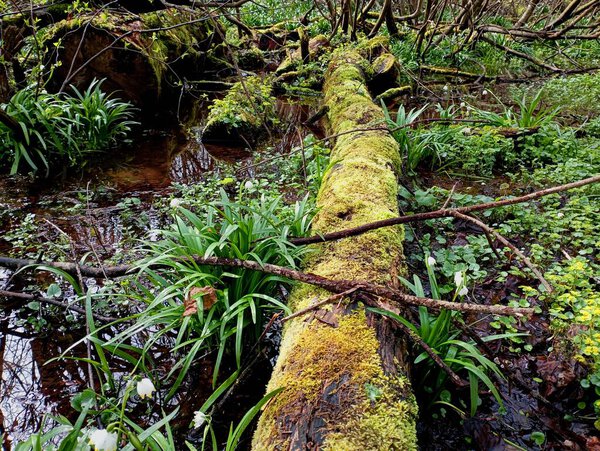 A tree trunk covered with green thick forest moss lies in the water of a forest stream. A beautiful landscape on a stream near which snowdrops grow. A stream with snowdrops in a wet spring forest