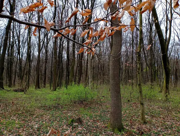 A beautiful young forest wakes up in spring. The first leaves on bushes and trees. Landscape of a young spring forest.