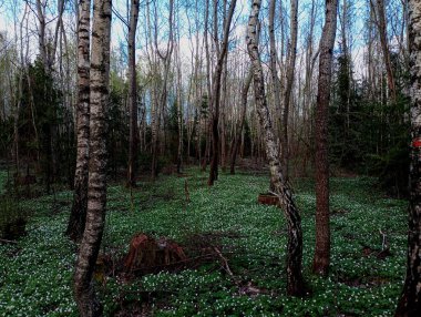 Bahar ormanı, huş ağaçları arasındaki tüm alanı kaplayan şakayık çiçekleriyle. Bir huş ağacında büyük bir bahar çiçeği kümesi. Noel ağaçları huş ağaçları arasında yetişir..