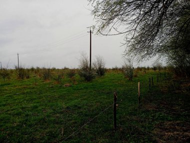 Elektrik hattı otlaklar için elektrik tesisatıyla donatılmış bir çayırdan geçiyor. Genç ağaçlar ve yeşil otlarla dolu bir çayırda güzel bir manzara. Ön planda ağaç dalları var..