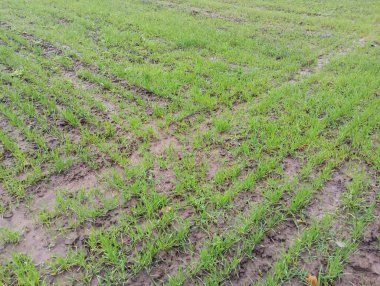 Mısır gevreğinin dokusunu. İlk bahar yeşili taze lahanaları toprağa ekilmiş bir tohum ekicidir. Tarım ve tahıl ve tahıl ekimi.
