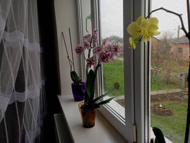 Renkli egzotik orkide çiçekleri olan tencereler bir odanın içinde beyaz plastik bir pencere eşiğinde. Çiçekler ve ev bitkileri konusu.