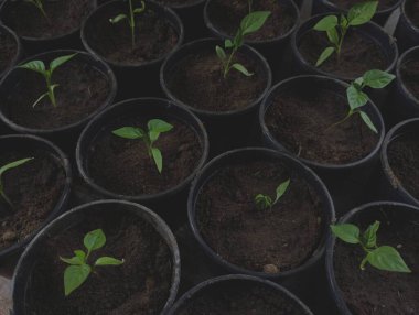 Yeşil dolma biber tohumları plastik yuvarlak çömleklerde toprakta yetişiyor. Bahçe işleri ve sebze yetiştirme konusu..