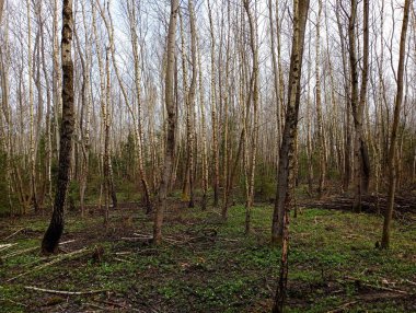 İlkbaharda çok sayıda ilk çiçekli şakayığın filizlendiği genç bir huş ağacı ormanı. Bir bahar ormanının çiçekli manzarası, inanılmaz güzel bir hava ve doğal huş ağacı ormanında bitki örtüsü..
