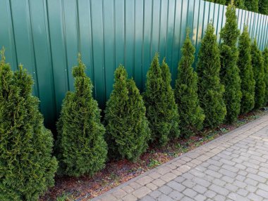 Metal levhadan yapılmış yeşil bir çitin arkasında genç thuja ağaçları büyür. Çitin yanında büyüyen dekoratif ağaçlarla bahçenin peyzaj tasarımı. Arazi kaldırım taşlarından yapılmıştır..