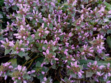 Donuk mor ısırgan otunun doğal arkaplan ve dokuları. Çiçeklerle donuk mor ısırgan otu dokusu.