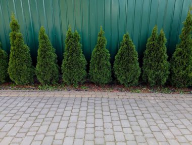 Bir sıra dekoratif ağaç yeşil metal bir çitin arka planında yetişir. Evin yakınındaki avluda, kaldırım taşlarıyla döşenmiş peyzaj tasarımı..