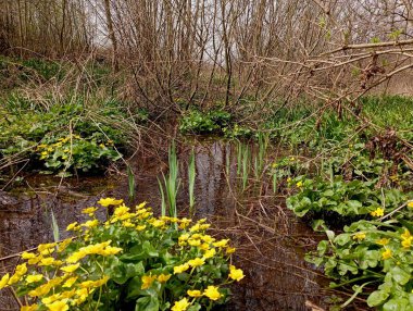 Suda büyüyen bitkilerin ve sarı çiçeklerin olduğu bir orman arazisinde bahar manzarası. Suyun üzerindeki ormandaki güzel doğal bahar manzarası. Sığ bir derinlikte rahat hisseden su bitkileri.