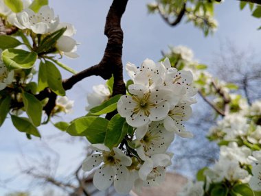 Beyaz taç yaprakları ve yoğun büyük çiçeklerle beyaz, güzel bir armut çiçeği. Bahçedeki meyve ağaçlarının dokusu gökyüzünün arka planında.