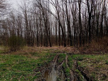 Trafiğin bataklığa yansıdığı bir yolu olan ormandaki ilkbahar manzarası. İlkbaharda güzel orman manzarası. Doğa yürüyüşü..