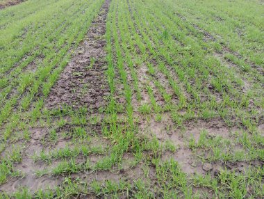 Yeşil buğdaylı bir buğday tarlası baharda bir ekici tarafından ekilir. Mısır gevreği ekili tarımsal arazilerin geçmişi ve dokuları.