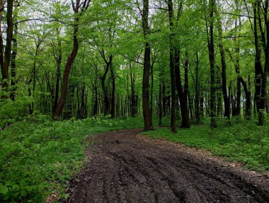 Ağaçların arasında, güzel virajlarla kötü kaldırımlar arasında, ormanda toprak bir yol. Ormanın derinliklerine doğru giden ve bir grup ağacın arkasından dönen bir orman yolu. Baharın güzel ormanları.