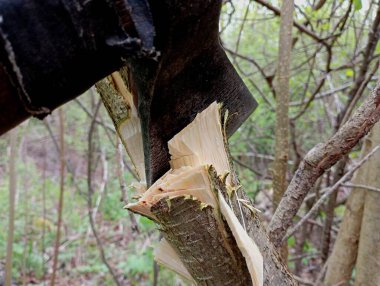 Ağaçlar baltayla kesilir. Metal bir balta ince bir ağaç gövdesine sıkışmış. Ormandaki ağaçları tutmak için balta kullanmak..