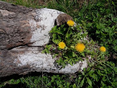 Yellow dandelions grow in a hollow in the trunk of an old apple tree. Dandelion flowers in the hollow of an old apple tree in the garden. clipart