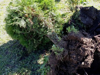 Baharda çimleri süslemek ve bakmak için bahçede dekoratif thuja nakli. Dekoratif kozalaklı ağaçların ekimi ve bakımı.