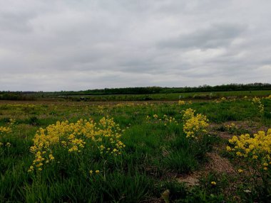 Ön planda sarı kır çiçekleri olan arazi manzarası. Gökyüzünün arka planında genç bir ormanın olduğu bahar manzarası.