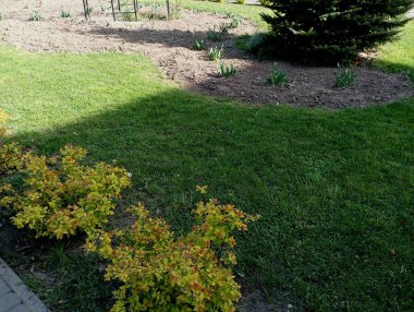 Baharda evin bahçesinde dekoratif ağaçlar ve arasında çiçeklerin yetiştiği yeşil bir çimenlik alan tasarlandı. Dekoratif bitkilerin ekildiği bir çevre alanı..