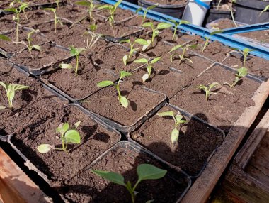 Küçük plastik kaplarda dolma biber tohumları. Yataklara ekmek için tohumlar, domates ve biber yetiştirmek için. Sebzelerin bağımsız yetiştirilmesi.