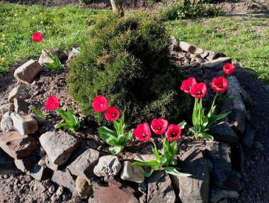 A round flower bed with red tulips and a thuja growing in the middle is covered with river stones. the theme of landscape design from natural materials and flowers and plants. clipart
