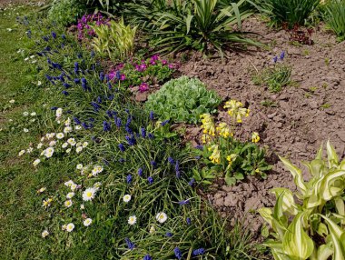 Çeşitli çiçeklerle dolu bahar çiçek tarhı. Bahar çiçekleri baharda çiçek tarlasına ekilir. Bahçedeki çiçekler çok güzel. Çiçek bahçesi hazırlıyorum..