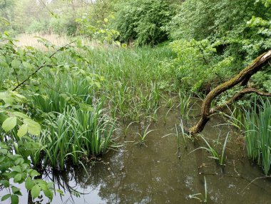 Gölde yosun ve yeşil sazlıklar var. Çeşitli su bitkileriyle dolu küçük bir gölet. Baharda doğa dokusu.