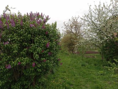 Baharda açan mor leylak. Leylak çalısı bahar mevsiminde güzel büyük bir çiçekle açtı..
