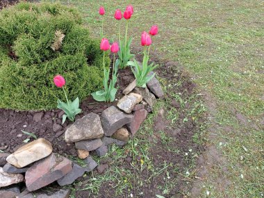 Kırmızı lalelerin ve dekoratif bir thuja ağacının siyah toprakta yetiştiği yuvarlak nehir taşından yapılmış bir çiçek tarhı. Bahçede peyzaj tasarımı.