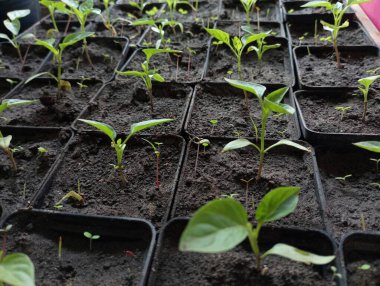 Baharda bahçeye ekmek için özel siyah kaplarda çan biberi yetiştiriyorum..