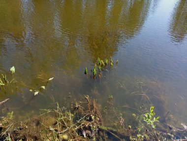 Gölün su yüzeyinin güzel dokusu su altında su yosunlarının büyüdüğü ve gölün dibindeki suyun üzerinde yetişen bitkiler. İlkbaharda doğal arkaplan ve dokular.