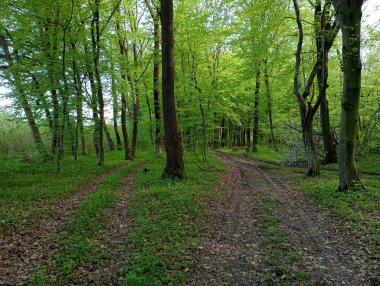 Yeşil ağaçlı bir bahar ormanı ve ormanın derinliklerine giden bir yol. İlkbaharda ormanda ağaçlarda ve çalılarda yeşil dallar olan toprak bir yol..