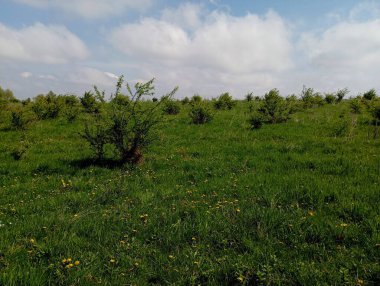 Baharda bir tarlada çimenli bir çimenlikte genç yabani elma fideleri. Yeşil, genç ağaç fideleri. Meyve ağaçları tarlada kaotik bir şekilde yetişir..