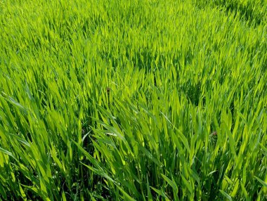 Baharda genç buğday bitkilerinin arkaplanı. Baharda tarlada parlak yeşil buğday filizleri filizlendi. Tarım temaları ve doğal arka planlar ve mısır gevreğinden alınan dokular.