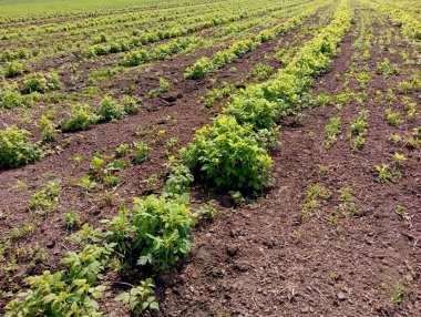 Arazi ahududu ile ekilmiştir. Tarlada ekilmiş ahududu sıraları uzanıyor. Çiftlikteki ahududu çalıları. Böğürtlenleri endüstriyel ölçekte büyütmek ve büyütmek.