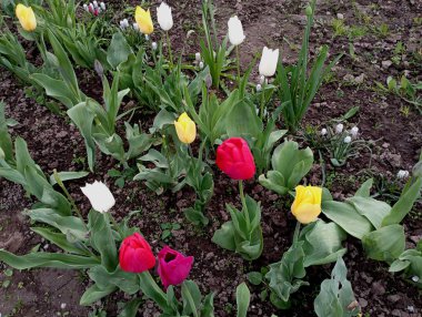 Çok renkli laleler çiçeklikteki sıralarda bile dikilir. Sarı ve beyaz tomurcuklu laleler.