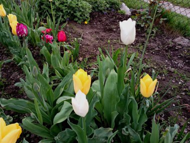 Beyaz kırmızı ve sarı laleler yerdeki bahçede sıra sıra ekiliyor. Farklı renklerde harika tomurcukları olan güzel çiçekler. Renkli lalelerin büyümesi konusu.