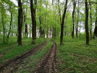 Parlak yapraklarla kaplı yeşil bitkiler arasında bir bahar ormanındaki ağaçlar arasında gelişen, pitoresk bir orman toprak yolunun iki izi. Yeşil ağaçlar ve toprak orman yolu olan orman baharı manzarası.