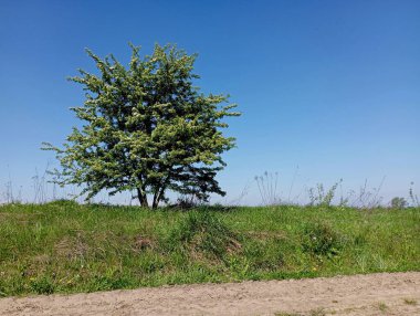 Baharda tek başına bir tarlada mavi gökyüzüne karşı bir dikenli ağaç. Çiçek açma döneminde tarlada tek başına güzel bir ağaç yetişir..