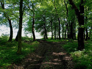 Ormandan çıkışa giden toprak bir yol. Ormandan bir çıkış uzaktaki ağaçların arasından parlıyor. Yeşil, sık ve uzun ağaçlı bir ormanda güzel bir bahar manzarası..