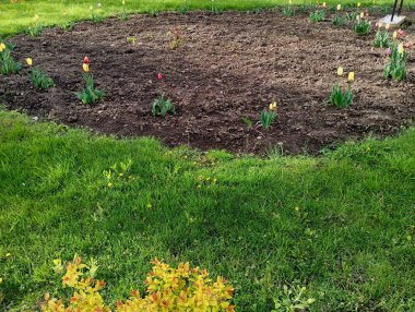 Laleler bir çiçek tarlasına dikilir ve yeşil çimlerin arasına bir çember çizilir. Bahçedeki parkta güzel bir manzara tasarımı..