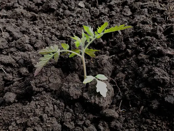 Tomato seedling in black soil. One gardener planted a young tomato in black soil in the garden. Growing vegetables yourself.