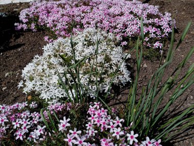 Çiçek tarhında pembe ve beyaz feniks çiçekleri. Bahçeler, çiçekler ve süs bitkileri..