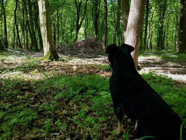 Siyah bir köpek ormanın ortasında oturuyor ve ağaçlar arasında bir şeye bakıyor. İlkbaharda doğada yürüyen hayvanlar teması. Ormanda bir köpek ve yeşil ağaçlarla güzel bir manzara..