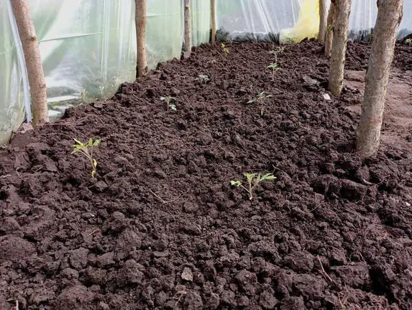 In a greenhouse made of polyethylene film and a wooden frame, tomato seedlings grow in the soil. Growing vegetables in a greenhouse on the homestead