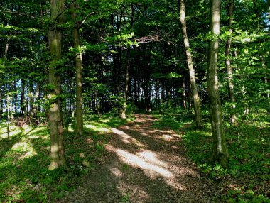 Gün batımında ormandaki güzel toprak yol. Ağaçların arasından yeşil bir ormana giden düz bir yol. Güzel manzara.